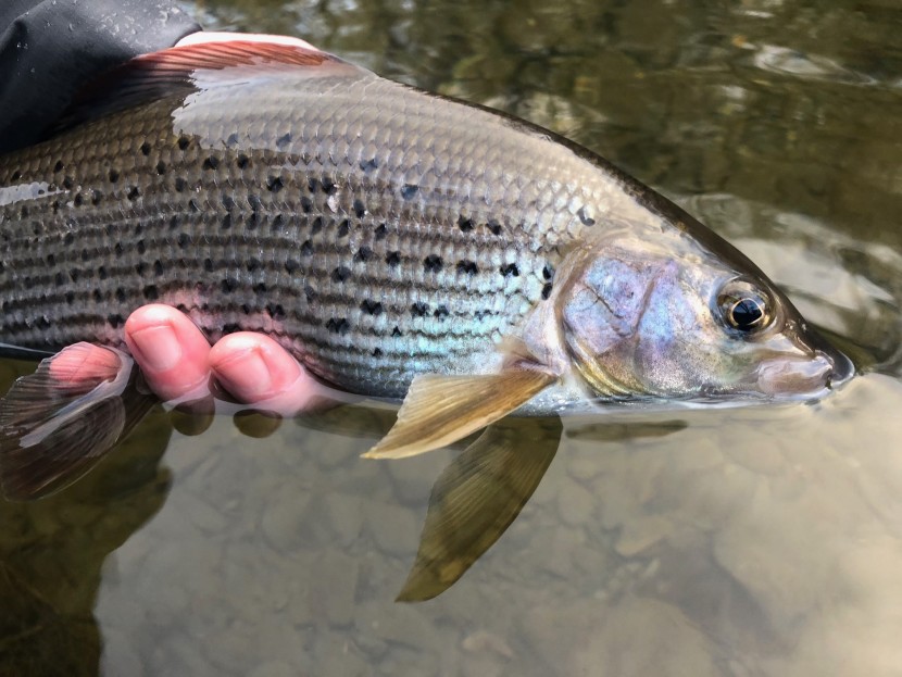 Peas in a pod - second grayling from the Colonel's Water, Lyn Davies